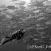jack_bigeye_dar_h_0054_ecu0823_bw.jpg